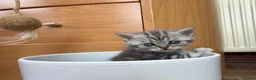 Scottish Fold cats for sale: 😊Tabby Scottish fold  - Advert 25