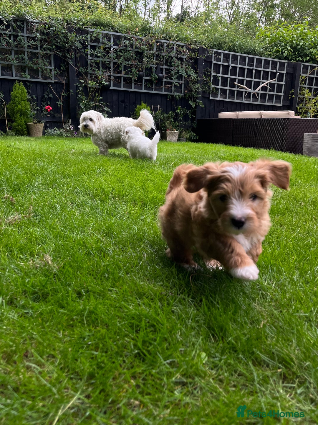 Mixed Breed dogs for sale: Australian Labradoodle/ Coton De Tulear  - Image 5