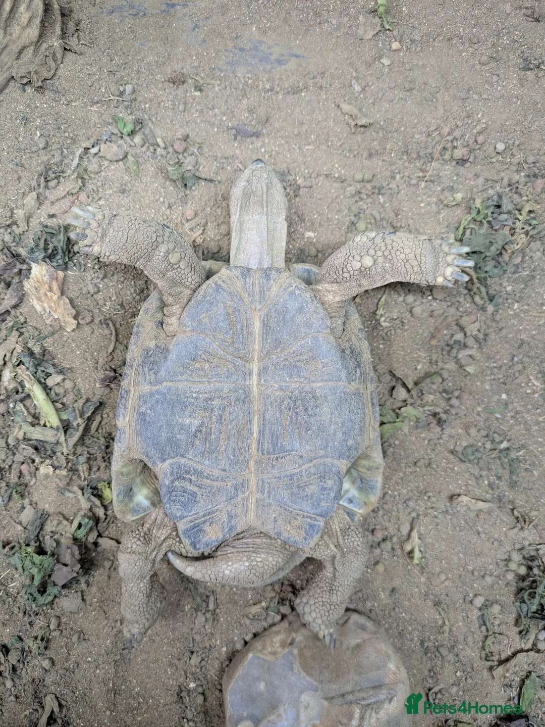 Tortoise reptiles for sale: Herman's Tortoise  in Bournemouth - Advert 2