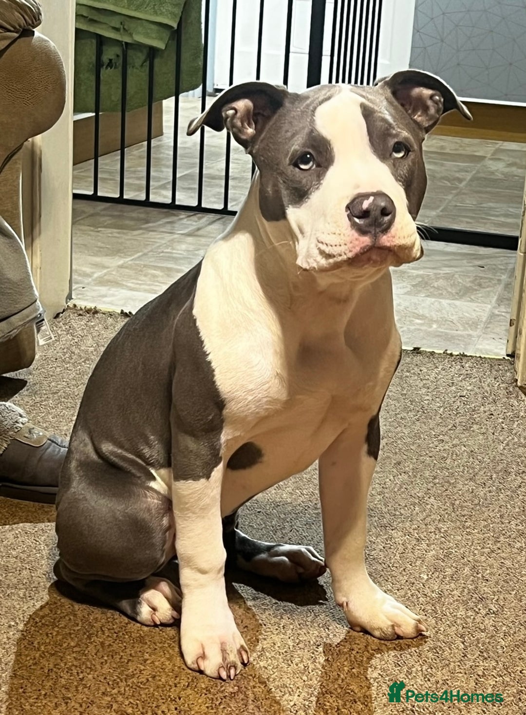 American Bulldog dogs for sale: Blue American bulldog pure breed!  - Image 1