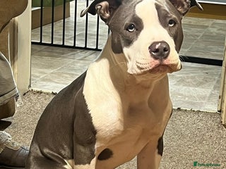 American Bulldog dogs - Advert 1