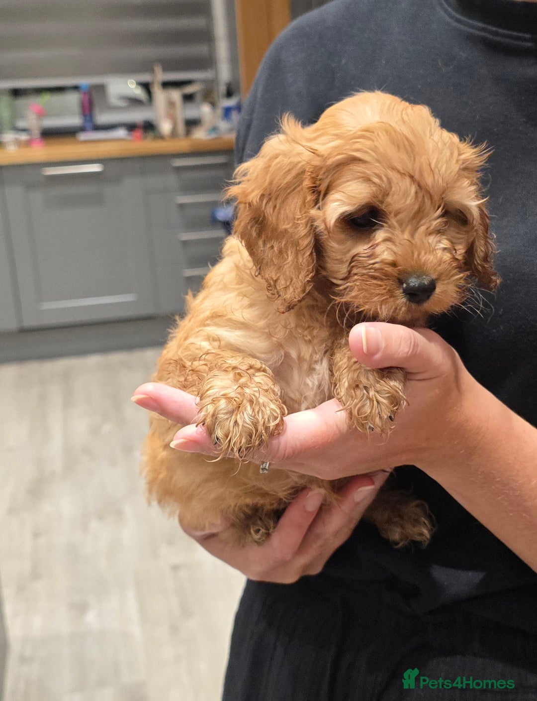 Cavapoochon dogs for sale: Light fox red Cavapoochon puppies - Image 16