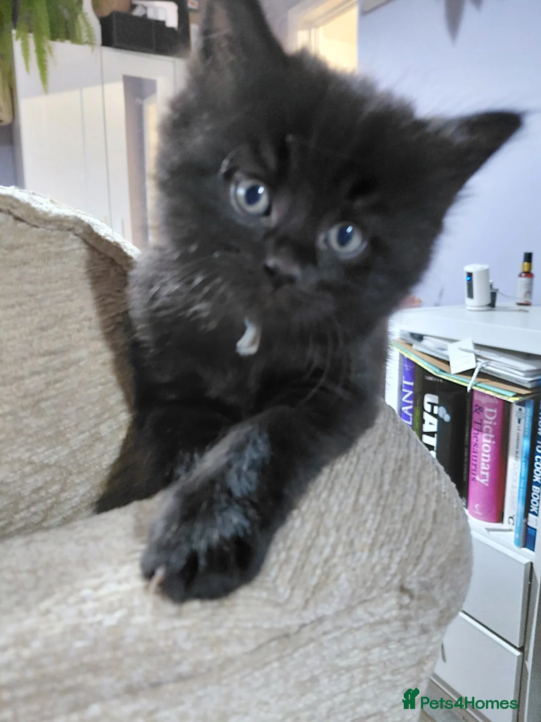Mixed Breed cats for sale: Long haired black babies - Advert 2