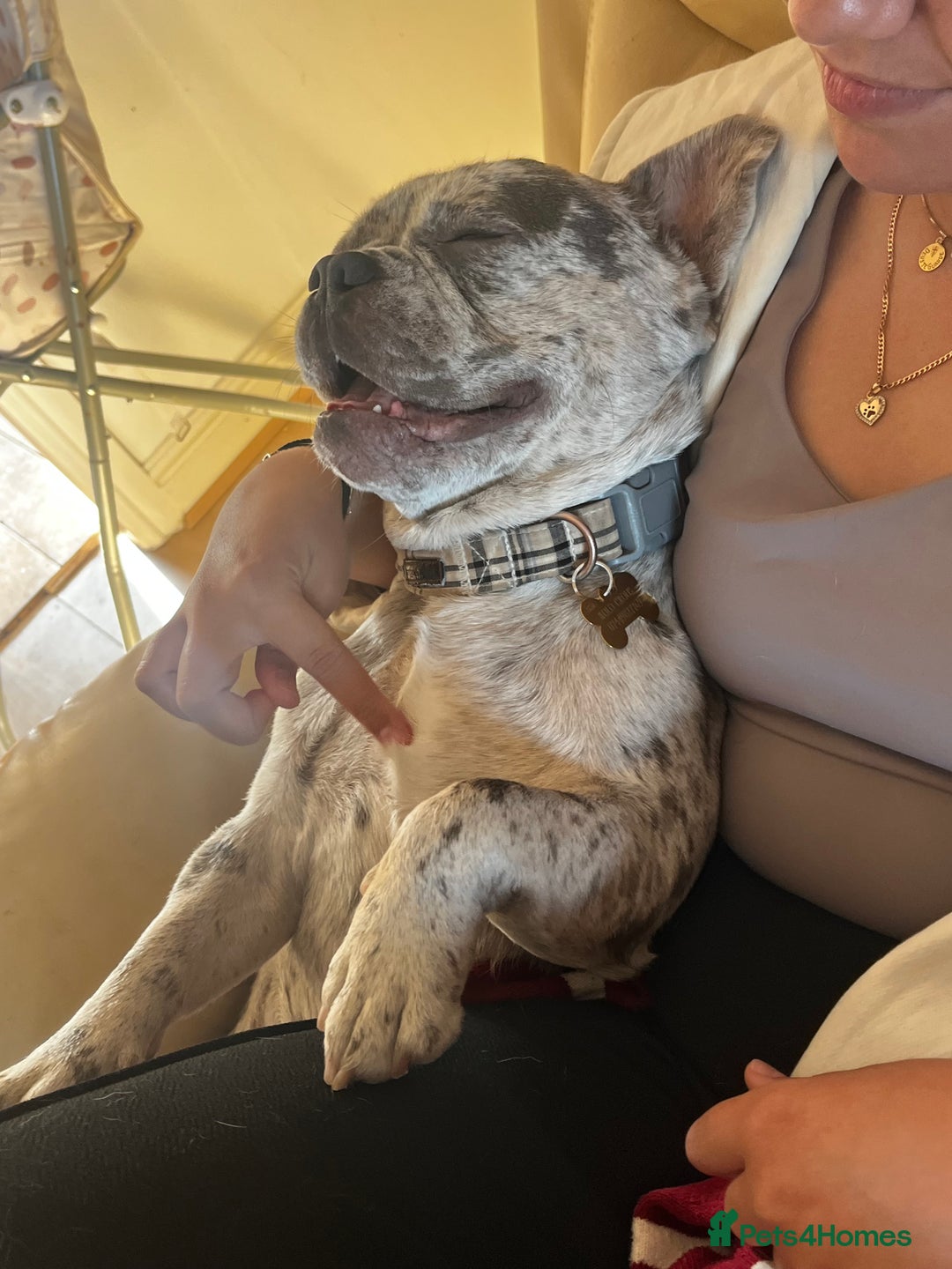 French Bulldog dogs for stud: Rolo Boy ready for the ladies 😍 - Image 10