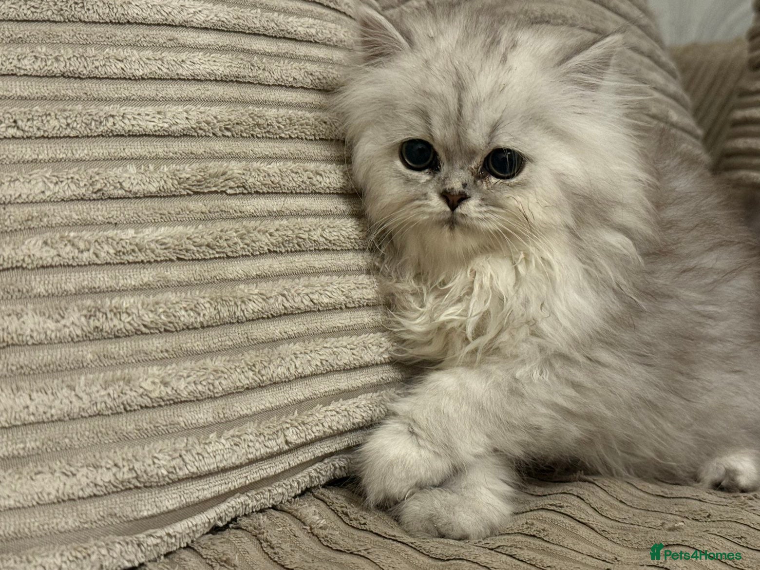 Persian cats One girl left - Advert 15