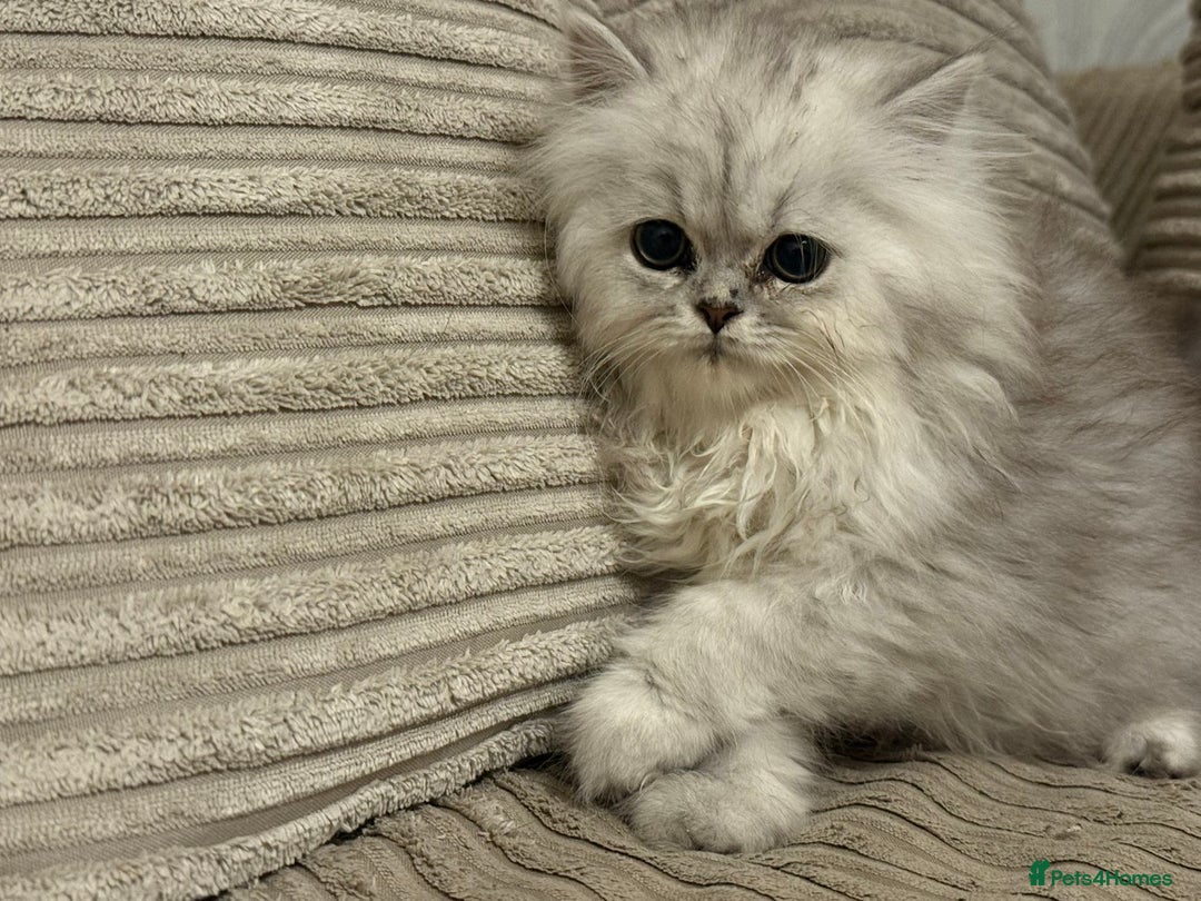Persian cats for sale: One girl left - Advert 1