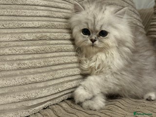 Persian cats One girl left - Advert 12