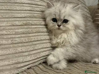 Persian cats One girl left - Advert 14