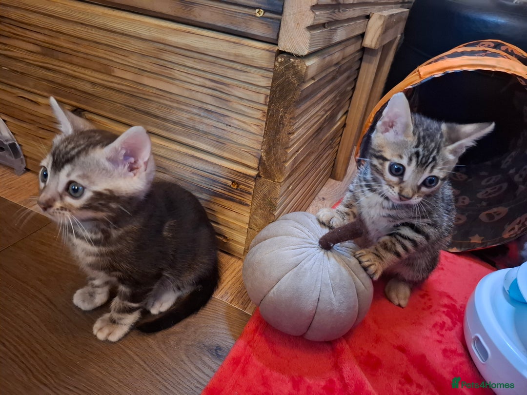 Bengal cats for sale: 🌟 Premium Bengal Tica Kittens – 5★Breeder 🌟 - Image 9