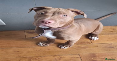 Mixed Breed dogs - Advert 4
