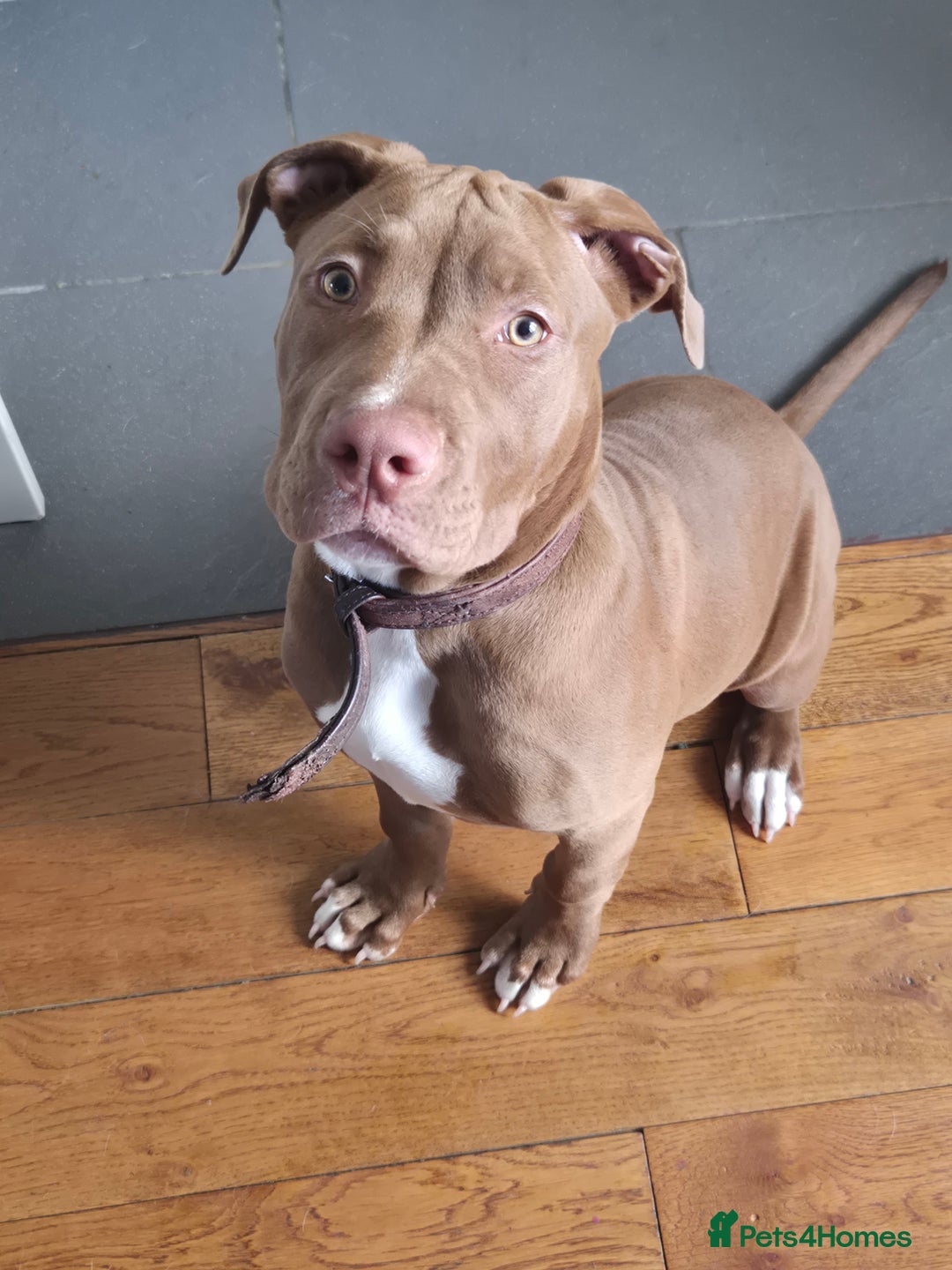 Mixed Breed dogs for sale: Honey is looking her home 💕 - Image 2