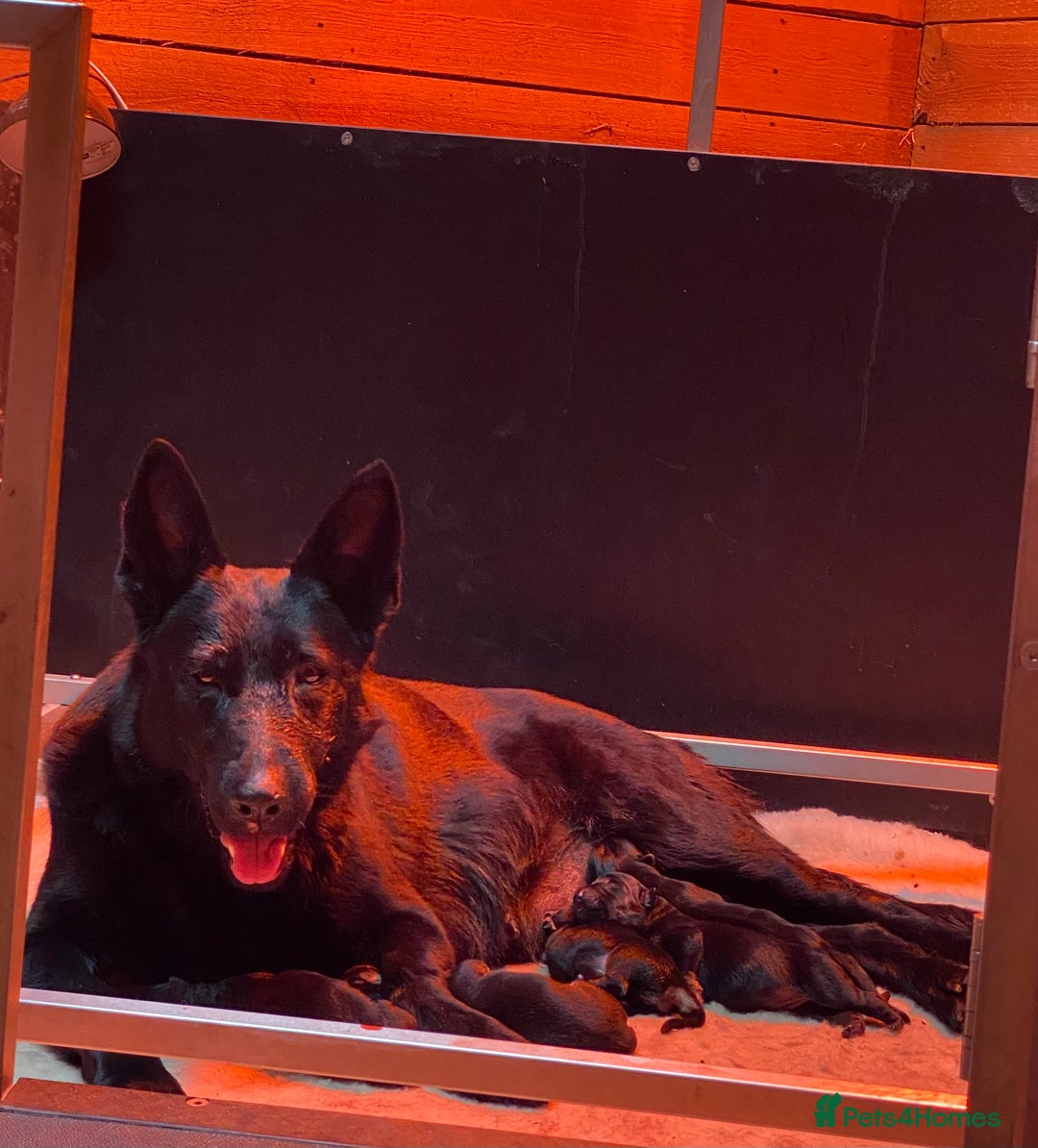 German Shepherd dogs for sale: KC Straight back GSD Puppies 🐶  - Image 8