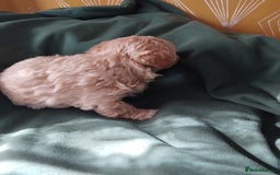 Mixed Breed dogs for sale: Lovely havapoo only 3 boys left READY TO GO - Image 10