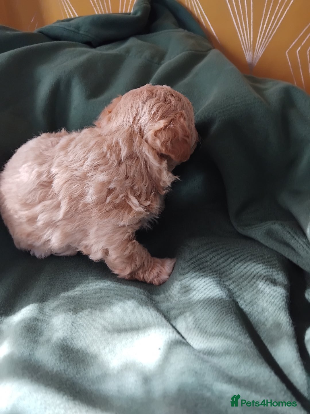 Mixed Breed dogs for sale: Lovely havapoo only 3 boys left READY TO GO - Image 10