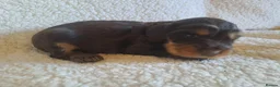 Cocker Spaniel dogs for sale: Gorgeous Show Type KC Cocker Spaniel Pups - Advert 3