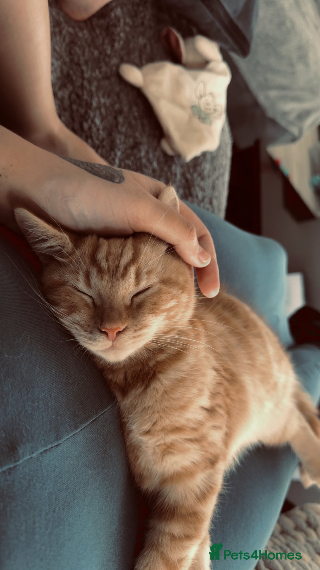 Bengal cats for sale: Gorgeous ginger boy  - Advert 3