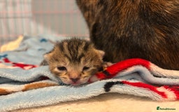 Mixed Breed cats for sale: 5 Gorgeous kittens for reserve - Image 14