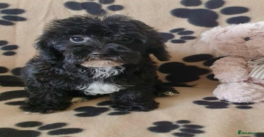 Maltipoo dogs - Advert 2