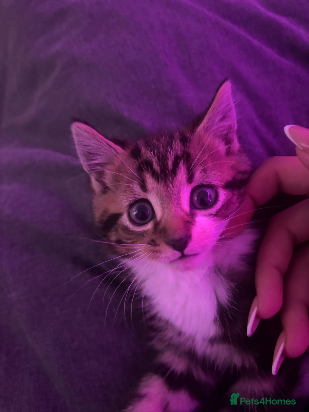 Mixed Breed cats for sale: Female Kitten  - Advert 1