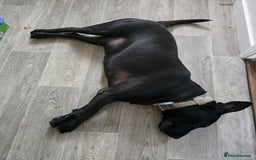 Mixed Breed dogs for sale: English Terrier/Cane Corso 2 year old. - Image 2