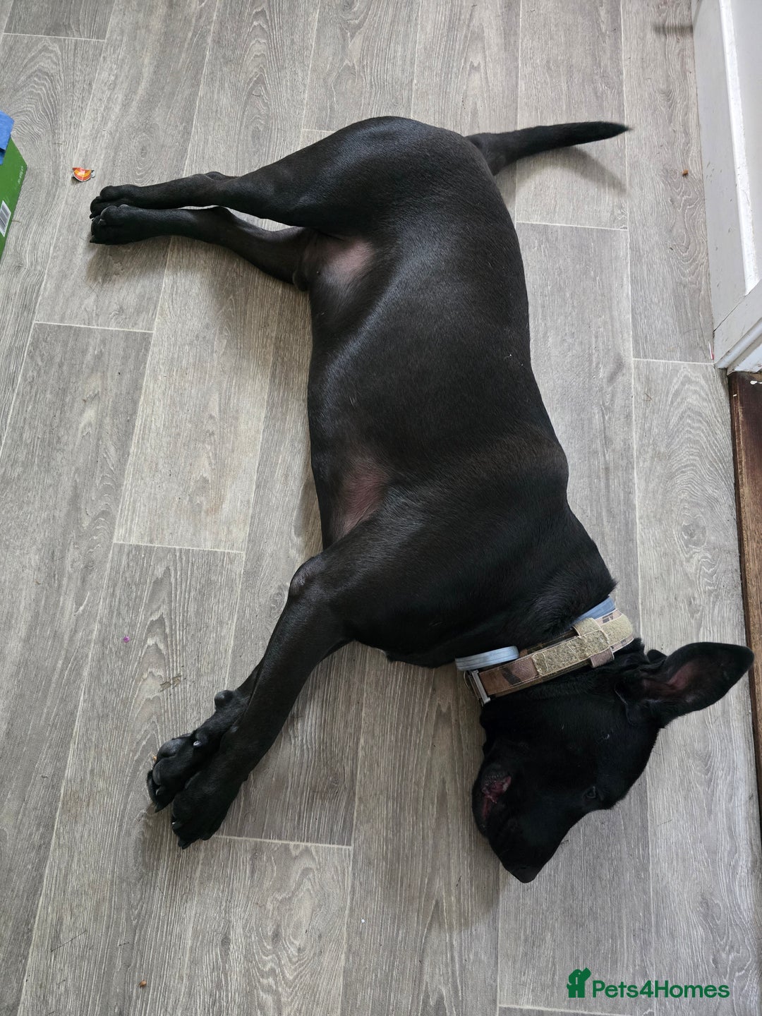 Mixed Breed dogs for sale: English Terrier/Cane Corso 2 year old. - Image 2