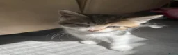 Mixed Breed cats for sale: 6 gorgeous kittens - Advert 11