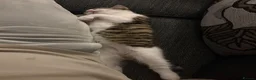Domestic Shorthair cats for sale: 2 kittens looking for forever home! - Advert 5