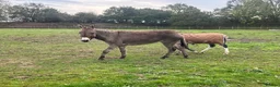 Donkey livestock for sale: Meet Maggie- a truly special Jenny donkey in foal  - Advert 4