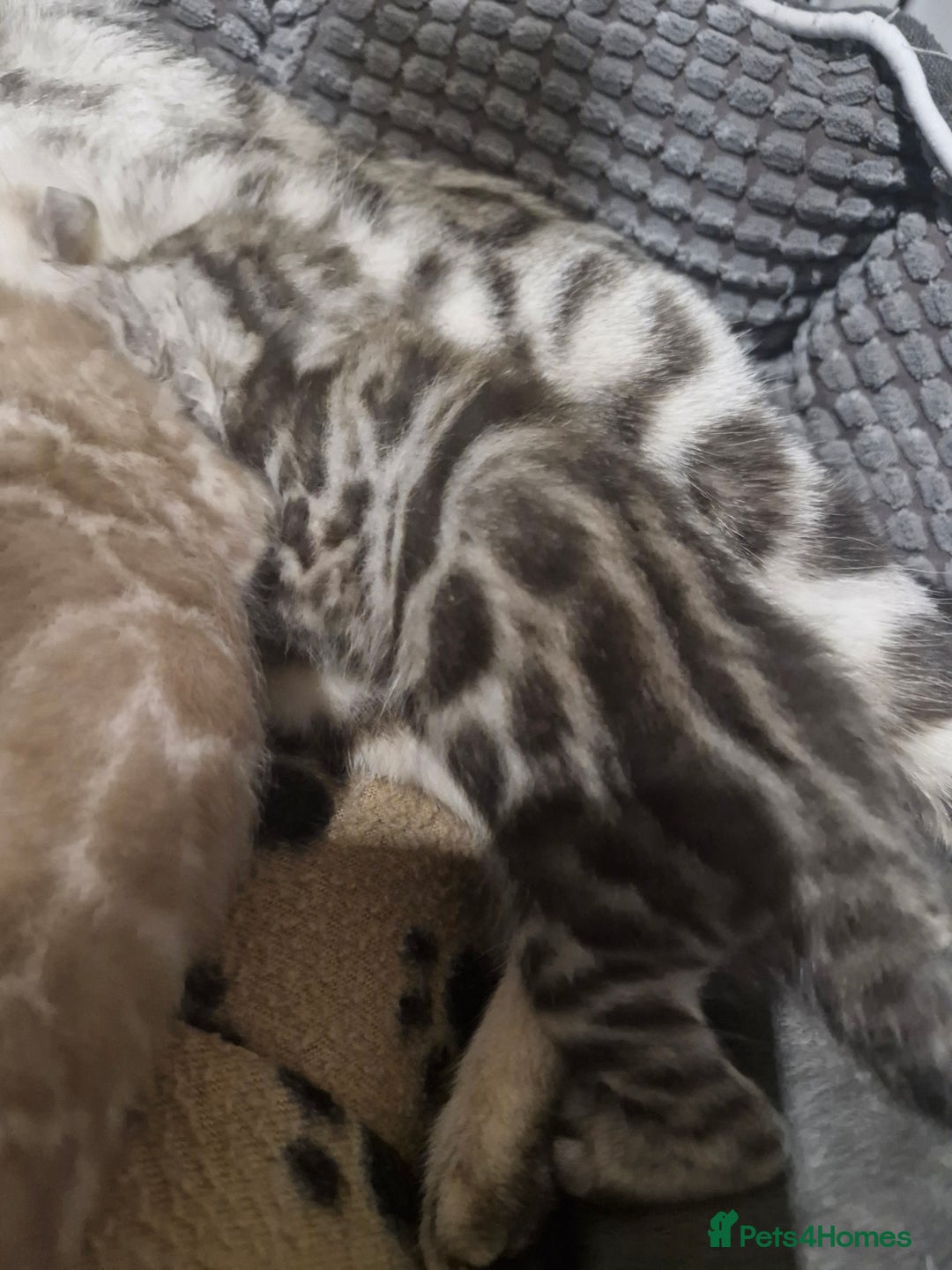 Bengal cats for sale: TICA Snow & Silver Health Tested Bengal Kittens - Advert 6