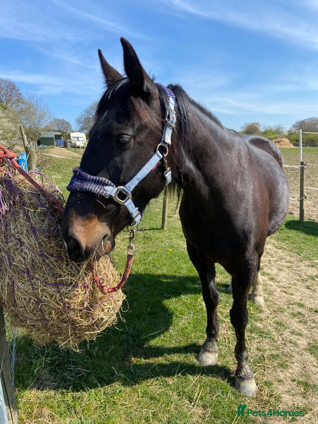 Irish Thoroughbred horses for sale: Sad Sale of a much loved boy in Chesterfield - Advert 2