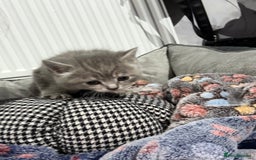 Ragdoll cats for sale: Ragdoll x main coon x British shorthair mix  - Image 29
