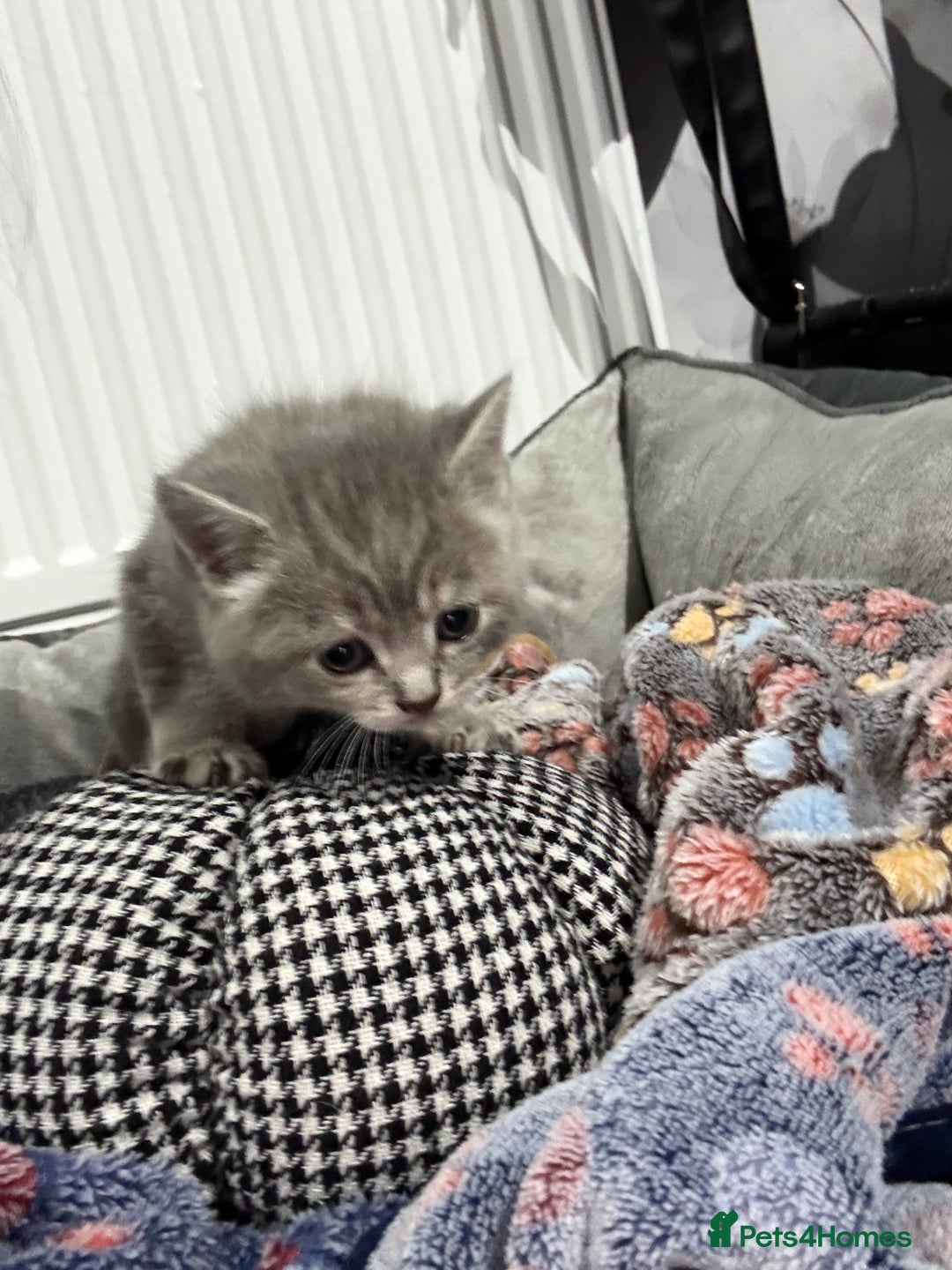 Ragdoll cats for sale: Ragdoll x main coon x British shorthair mix  - Image 29