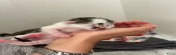 Mixed Breed cats for sale: Litter of 5 kittens  - Advert 5