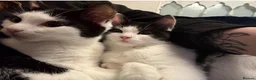 Mixed Breed cats for sale: Gorgeous twins needing a forever home  - Advert 2
