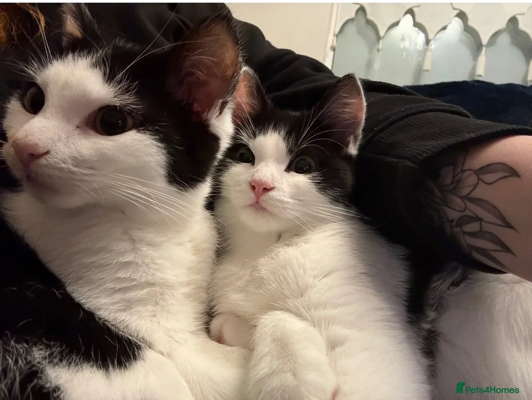 Mixed Breed cats for sale: Gorgeous twins needing a forever home  - Advert 2