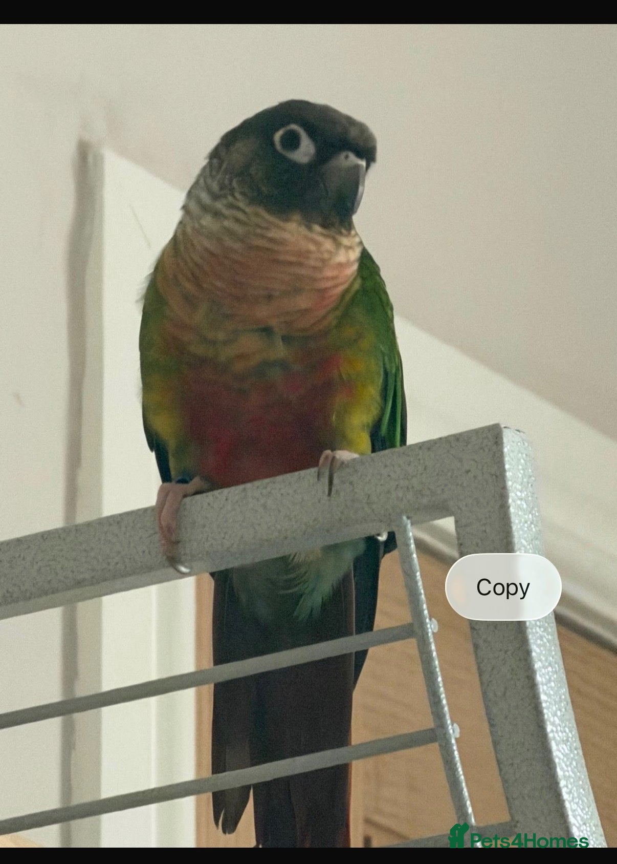 Conures birds for sale: Green cheek conure - Advert 2