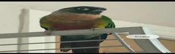 Conures birds for sale: Green cheek conure - Advert 1
