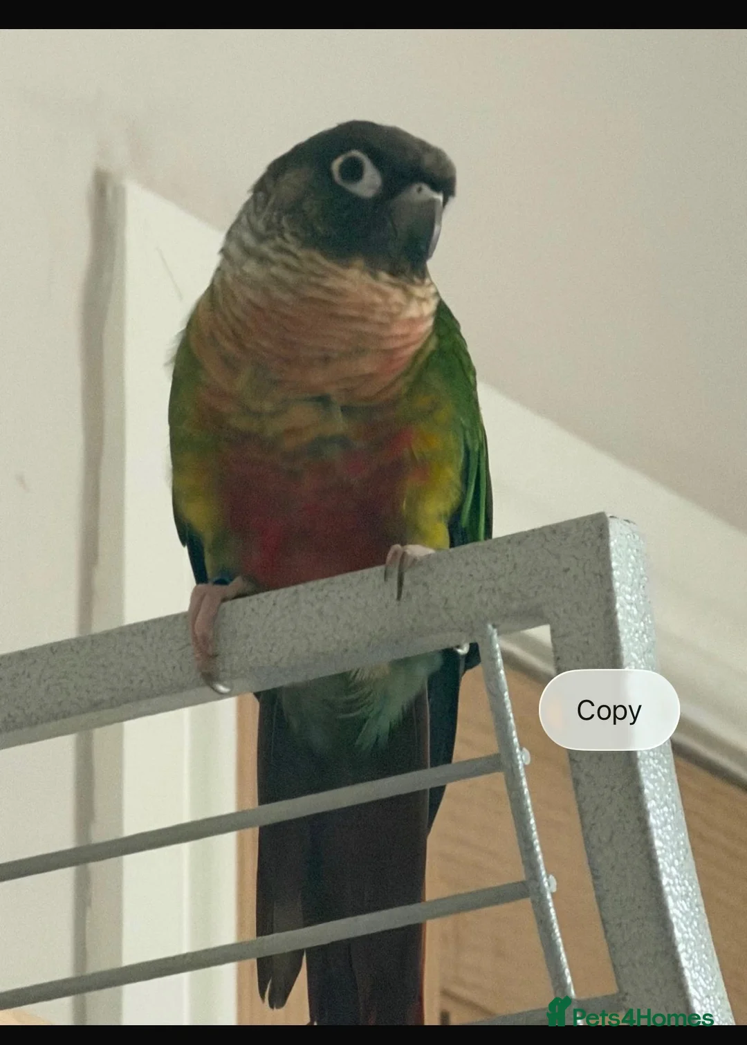 Conures birds for sale: Green cheek conure - Advert 1