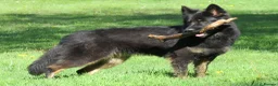 German Shepherd dogs for sale: German Shepherd Puppies For Sale - Advert 1