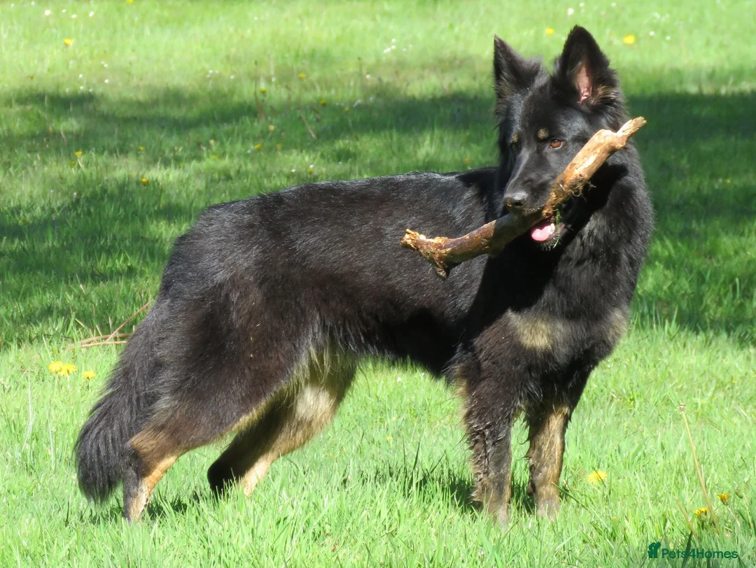 German Shepherd dogs for sale: German Shepherd Puppies For Sale - Advert 1