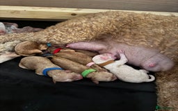 Mixed Breed dogs for sale: 👑 Superb Rare Health Teated Cockadoodledoo Pups - Image 2