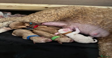 Mixed Breed dogs - Advert 15
