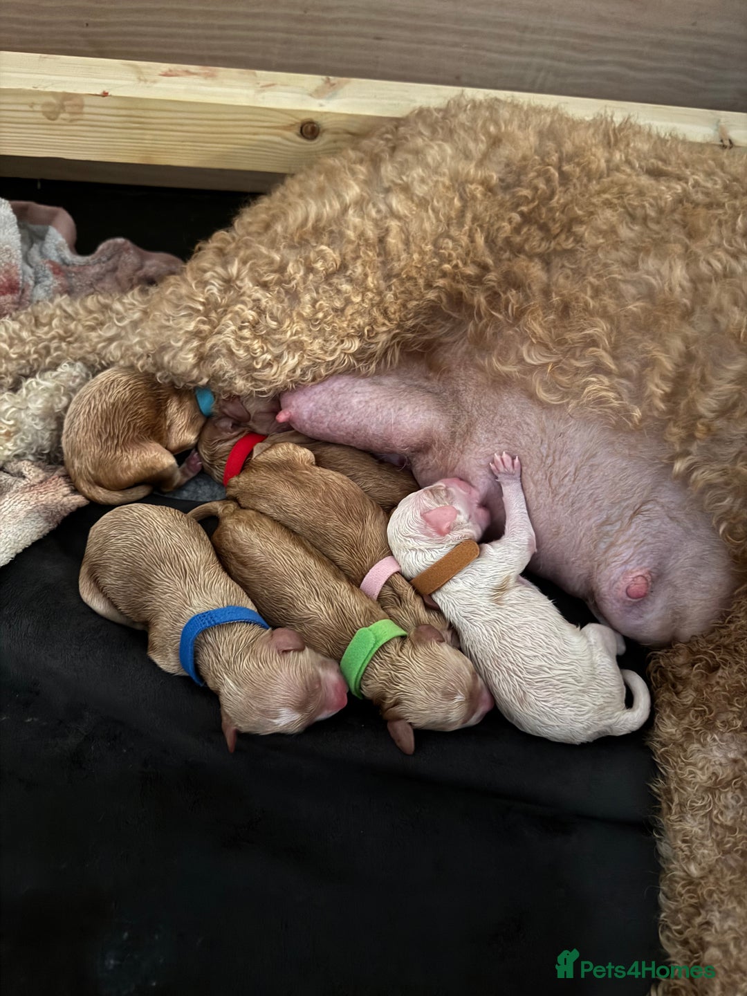 Mixed Breed dogs for sale: 👑 Superb Rare Health Teated Cockadoodledoo Pups - Image 2