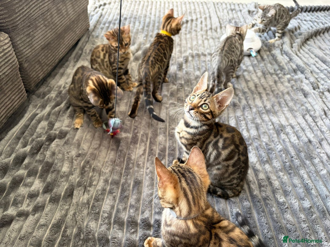 Bengal cats for sale: 12 Bengal Cubs Ready for Their Forever Home - Image 17