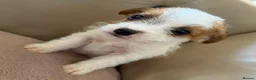 Jack Russell dogs for sale: Miniature Jack Russell’s - Advert 3
