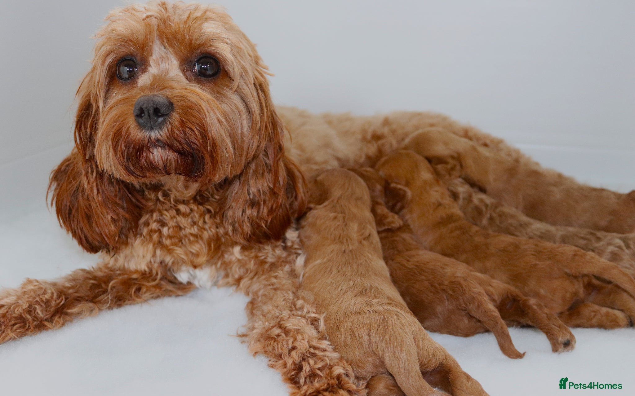 Cavapoo dogs Quality F1b  Cavapoo puppies - Advert 14