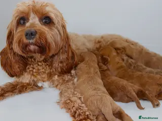Cavapoo dogs Quality F1b Cavapoo puppies - Advert 14