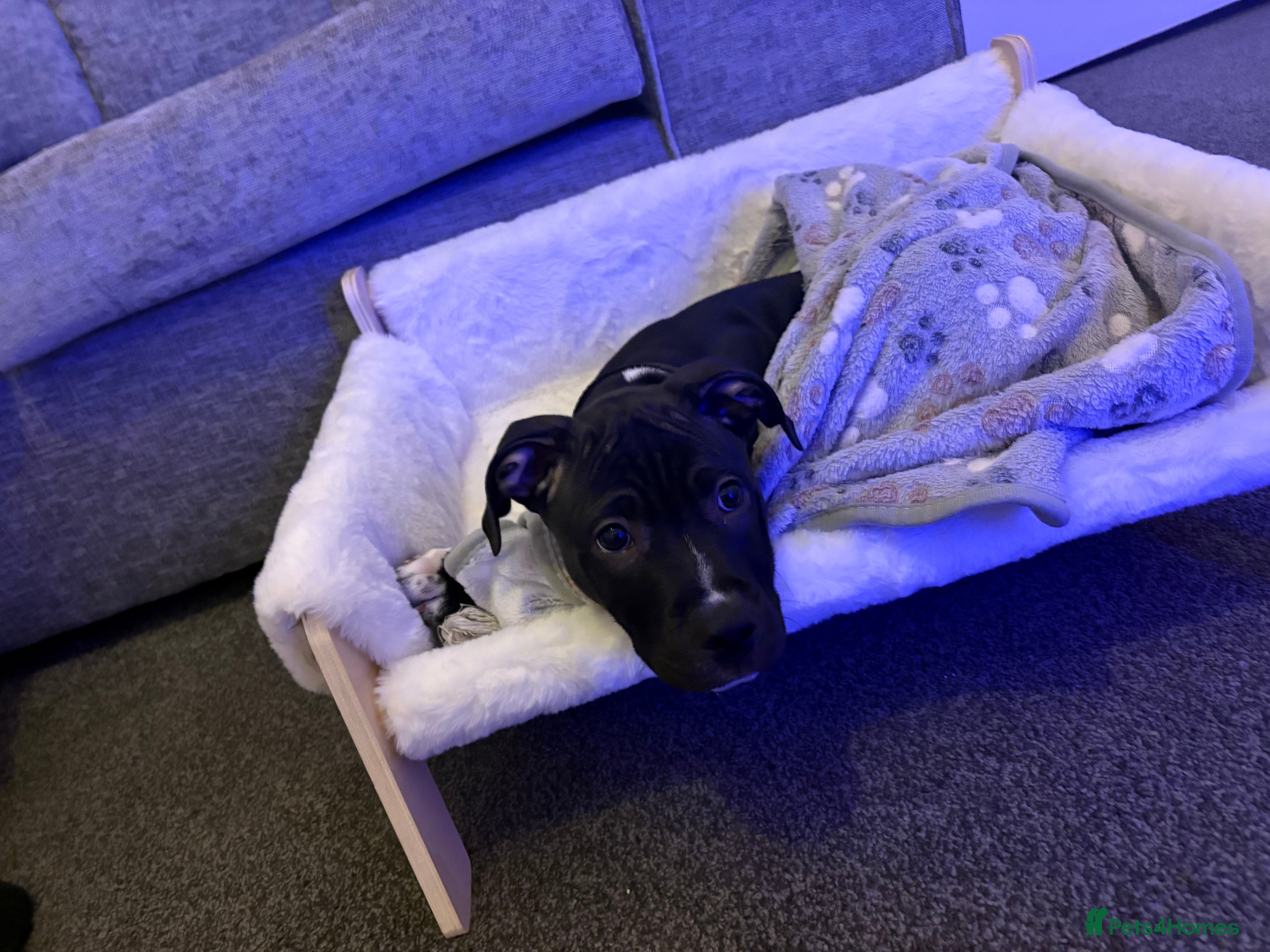 Staffordshire Bull Terrier dogs Last male puppy left  - Advert 2