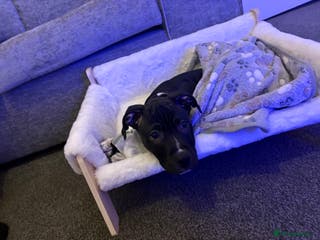 Staffordshire Bull Terrier dogs Last male puppy left - Advert 2