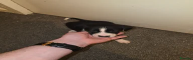 Border Collie 4